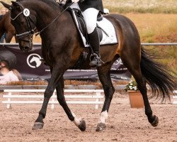 dressage horse Kino II (Pura Raza Espanola (PRE), 2008)