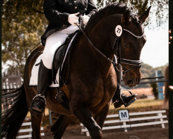 dressage horse Kino 2 (unknown, 2008)