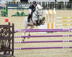 jumper Hey Jude (Belgian Warmblood, 2009, from Ugano Sitte)