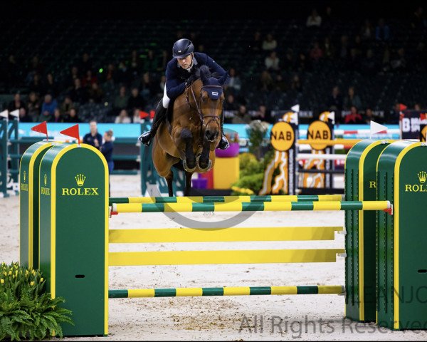 jumper Eic Up Too Jacco Blue (Irish Sport Horse, 2011, from Chacco-Blue)
