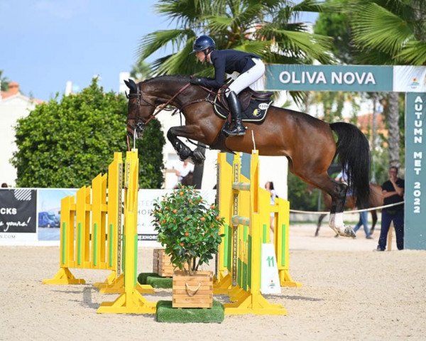 Springpferd Creevyquinn Poseur (Irish Sport Horse, 2015, von Cornet Obolensky)