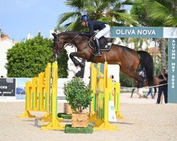 jumper Creevyquinn Poseur (Irish Sport Horse, 2015, from Cornet Obolensky)