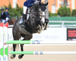 jumper Corraghoe Steel (Irish Sport Horse, 2014, from Mermus R)