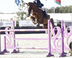 Springpferd Gentleman Time (KWPN (Niederländisches Warmblut), 2011, von Quality Time)