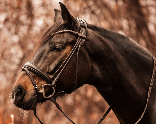 Dressurpferd Fantastic Feodor ES (Westfale, 2018, von For Romance I)