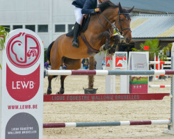 Zuchtstute Kokaine van Eeckelghem (Belgisches Warmblut, 2010, von Nabab de Rêve)