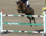 jumper Daylight VDL (KWPN (Royal Dutch Sporthorse), 2008, from Baloubet du Rouet)