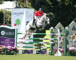 jumper Zilversprings (KWPN (Royal Dutch Sporthorse), 2004, from Silverstone)