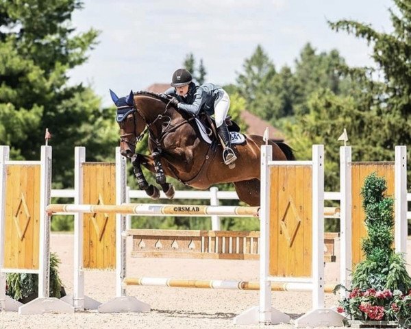 jumper Castlefield Cassie (Irish Sport Horse, 2009, from Cassidee)