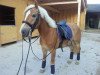 dressage horse Wonderful Dream 19 (Haflinger, 2010, from Wonderful)