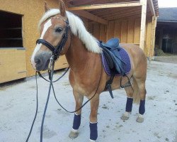 Dressurpferd Wonderful Dream 19 (Haflinger, 2010, von Wonderful)