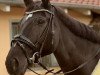 broodmare Belana Bcf (Mecklenburg, 2009, from Jumex Sport Be Bravo)