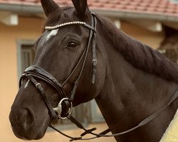 broodmare Belana Bcf (Mecklenburg, 2009, from Jumex Sport Be Bravo)