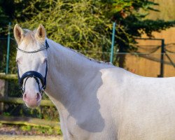 dressage horse Wasteins Dream in Cream (German Riding Pony, 2020, from Desmond)