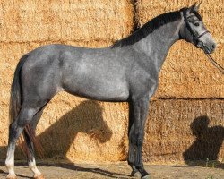 broodmare Philou JHX (KWPN (Royal Dutch Sporthorse), 2020, from Hardrock Z)