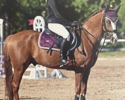 jumper Timon 60 (German Riding Pony, 2017, from Topolino)