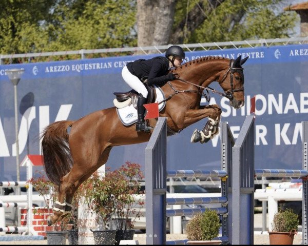 jumper Hhs Versace (Irish Sport Horse, 2016, from Sheikh It)