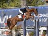 jumper Hhs Versace (Irish Sport Horse, 2016, from Sheikh It)