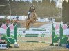 jumper Shooting Star (Scottish Sports Horse, 2012, from Voss)