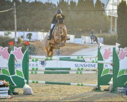 jumper Shooting Star (Scottish Sports Horse, 2012, from Voss)