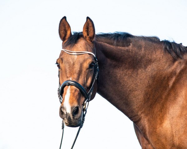 broodmare Carla Colucci 2 (Holsteiner, 2008, from Cassini II)