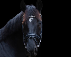 dressage horse Der oder Keiner (Rhinelander, 2015, from De Niro)