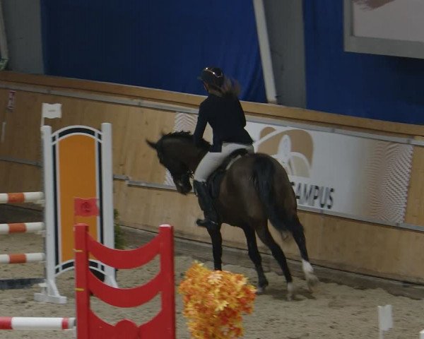 Reitturnier Aachen - Albert-Vahle-Halle 2024