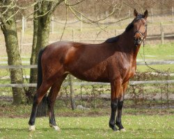 broodmare Haya-Unica (Trakehner, 2020, from Unicato)