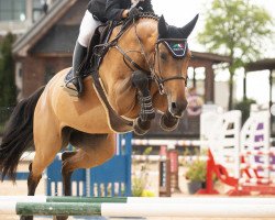jumper Kybalia Smh/svn (KWPN (Royal Dutch Sporthorse), 2015, from Baltic VDL)