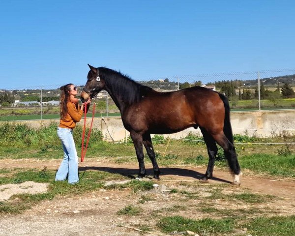 dressage horse Jovian‘s Dreamboy (Oldenburg, 2020, from Jovian)