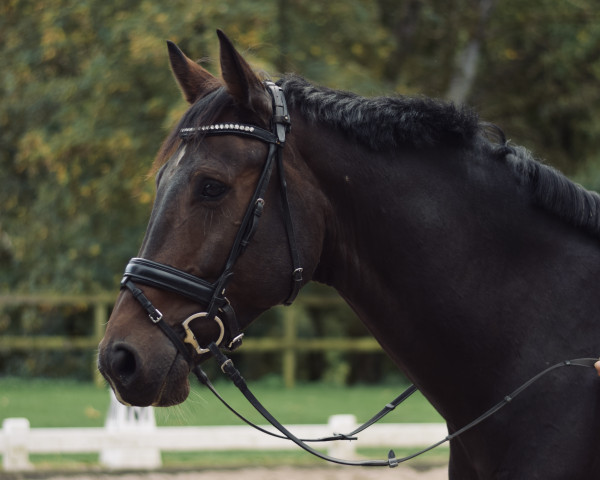 dressage horse Antango Royal (Westphalian, 2014, from Antango du Feuillard)