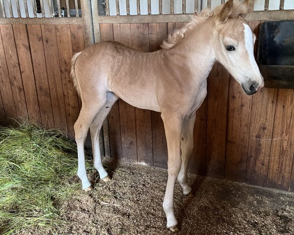 horse Wiodora BE (Haflinger, 2023, from Atlantic)