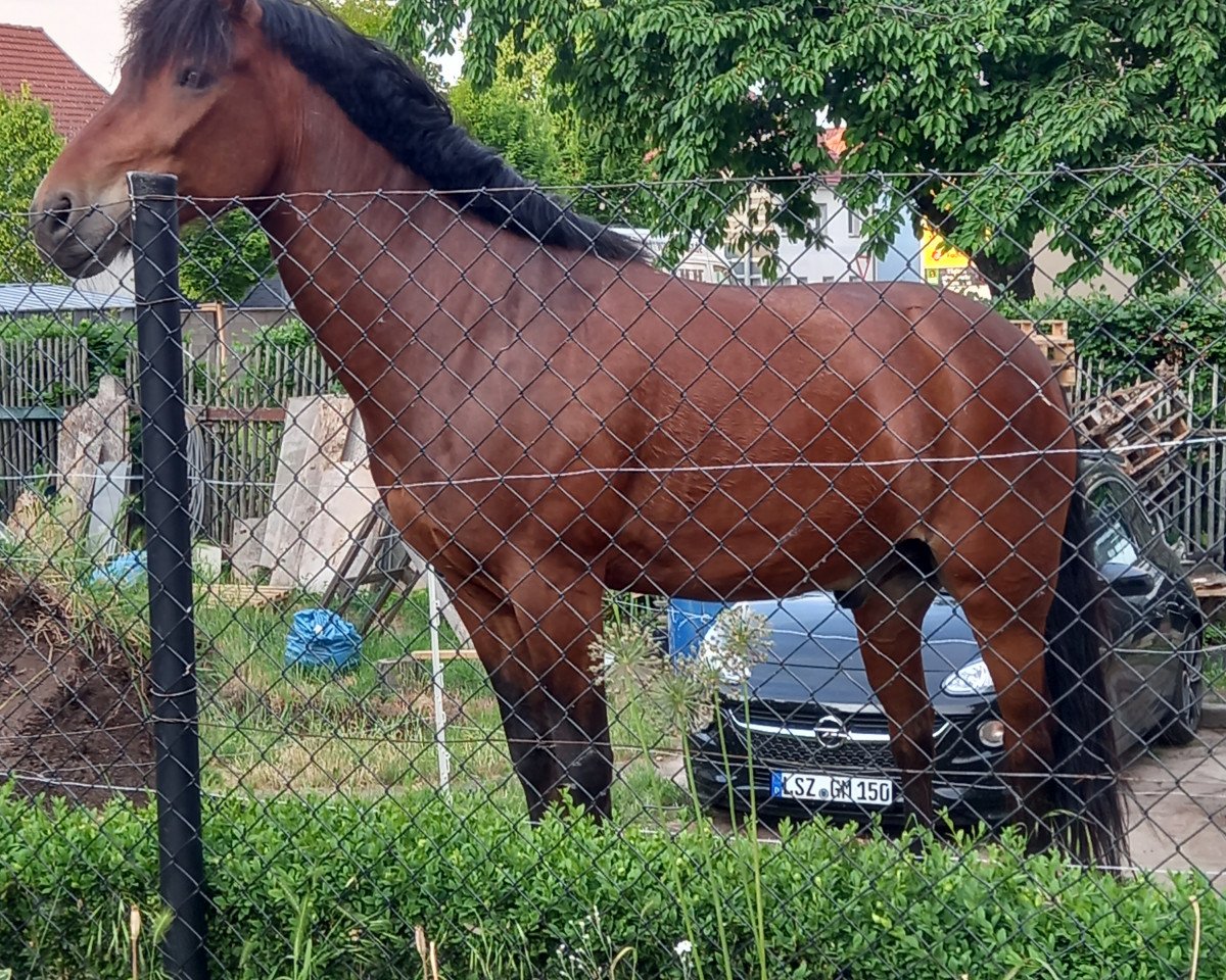 Dressurpferd Adrian 184 (Pony ohne Rassebezeichnung, 2009)