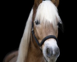 Pferd Nigaleali (2,25% ox) (Edelbluthaflinger, 2022, von Bali von den Alleegärten)