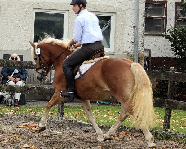 Zuchtstute Harley BE (Haflinger, 2019, von Stakkato K (0,78% ox))