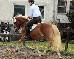 Zuchtstute Harley BE (Haflinger, 2019, von Stakkato K (0,78% ox))