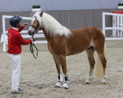 dressage horse Ninoxx BE (Haflinger, 2021, from Noakley BE)