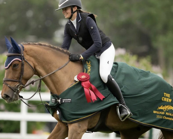 Springpferd New York's Joy (Irish Sport Horse, 2013, von Quidam Junior)