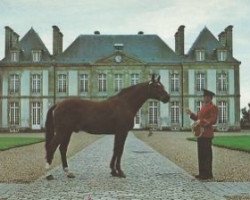 stallion Cotentin (FR) (French Trotter, 1968, from Paleo (FR))