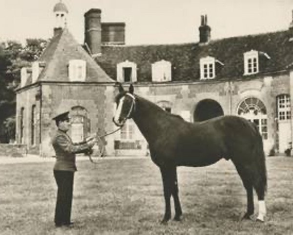 stallion Hermes D (FR) (French Trotter, 1951, from Kairos (FR))