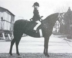 Pferd Firle Afternoon Delight (British Riding Pony,  , von Vean Cockalorum)