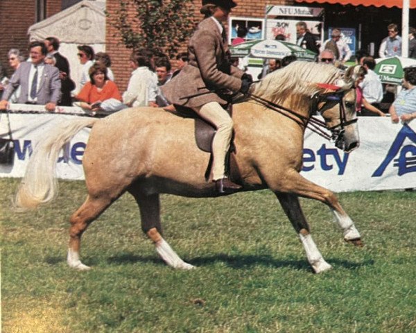 horse Foxhunter Sentinel (Welsh-Cob (Sek. C), 1973, from Llanarth Sentinel)