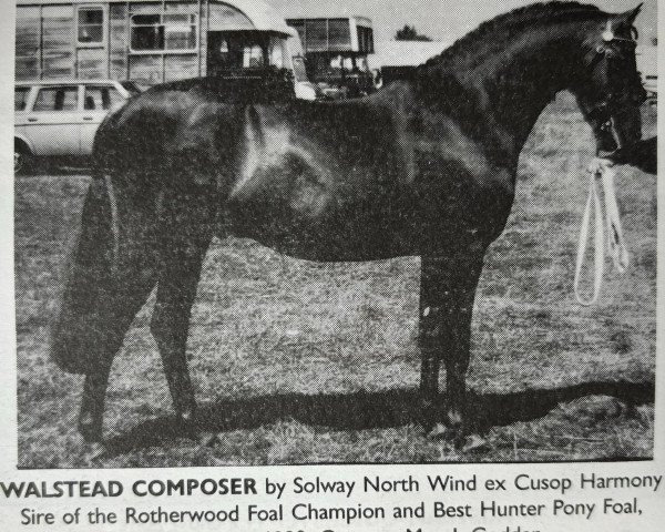 stallion Walstead Composer (British Riding Pony, 1984, from Solway North Wind)