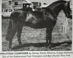 Deckhengst Walstead Composer (British Riding Pony, 1984, von Solway North Wind)