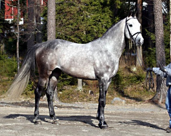 Pferd My Lawalawa 141 FIN (Finnisches Warmblut, 2003, von Lados 102 FIN)