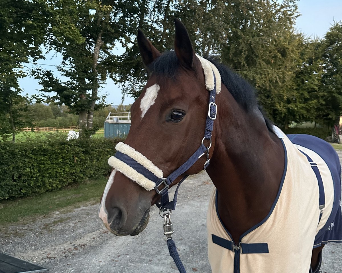 jumper Cajou 18 (Holsteiner, 2013, from Centurion 13)