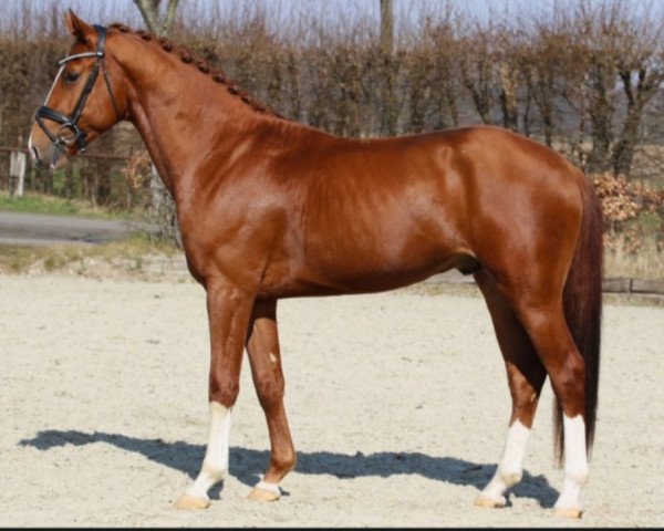 dressage horse Echter Freund (Hanoverian, 2019, from Erdinger)