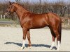 dressage horse Echter Freund (Hanoverian, 2019, from Erdinger)