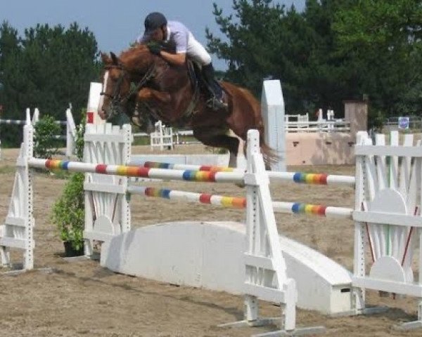 stallion Idole de Quelennec (Selle Français, 1996, from Targas Poulyoud)