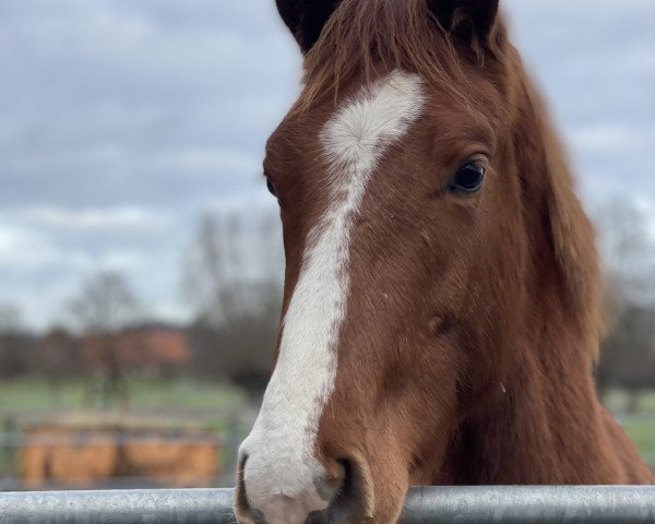 Springpferd Dia Cantuccini (Westfale, 2022, von Dia Corrado)